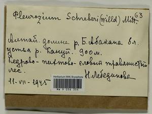 Pleurozium schreberi (Willd. ex Brid.) Mitt., Bryophytes, Bryophytes - Krasnoyarsk Krai, Tyva & Khakassia (B17) (Russia)