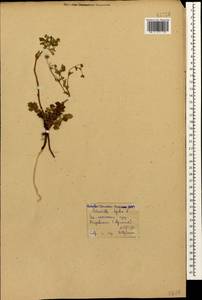 Potentilla pedata Willd., Caucasus, Armenia (K5) (Armenia)