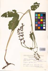 MHA 0 156 327, Salvia pratensis L., Eastern Europe, Moldova (E13a) (Moldova)