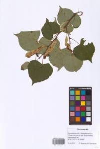 Tilia cordata Mill., Eastern Europe, Middle Volga region (E8) (Russia)