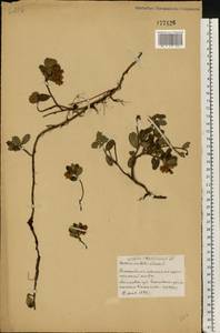 Vaccinium vitis-idaea L., Eastern Europe, Belarus (E3a) (Belarus)