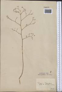 Palimbia rediviva (Pall.) Thell., Middle Asia, Northern & Central Kazakhstan (M10) (Kazakhstan)
