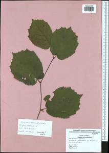 Corylus avellana L., Eastern Europe, Central region (E4) (Russia)