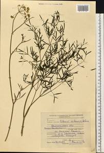 Silaum silaus (L.) Schinz & Thell., Eastern Europe, North-Western region (E2) (Russia)