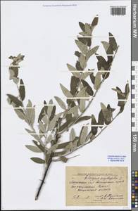 Elaeagnus angustifolia L., Siberia, Altai & Sayany Mountains (S2) (Russia)