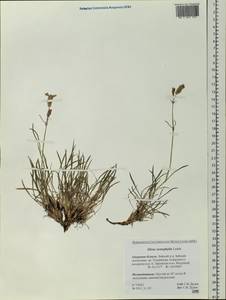 Silene stenophylla Ledeb., Siberia, Russian Far East (S6) (Russia)