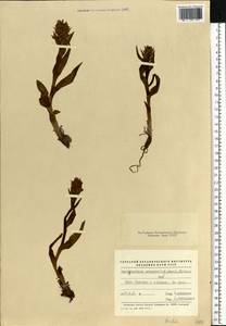 Dactylorhiza incarnata subsp. cruenta (O.F.Müll.) P.D.Sell, Eastern Europe, North-Western region (E2) (Russia)