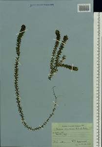 Elodea canadensis Michx., Eastern Europe, Moscow region (E4a) (Russia)