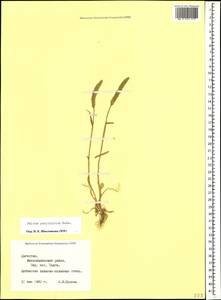 Phleum paniculatum Huds., Caucasus, Dagestan (K2) (Russia)