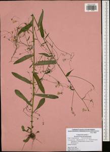 Campanula patula L., Eastern Europe, Central region (E4) (Russia)