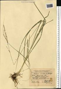 Molinia caerulea (L.) Moench, Eastern Europe, Belarus (E3a) (Belarus)