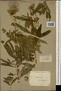 Cirsium arvense, Caucasus, Krasnodar Krai & Adygea (K1a) (Russia)