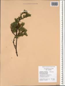 Arceuthobium oxycedri (DC.) M. Bieb., Caucasus, Black Sea Shore (from Novorossiysk to Adler) (K3) (Russia)