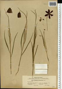 Fritillaria meleagroides Patrin ex Schult. & Schult.f., Eastern Europe, Lower Volga region (E9) (Russia)