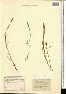 Phleum paniculatum Huds., Caucasus (no precise locality) (K0)
