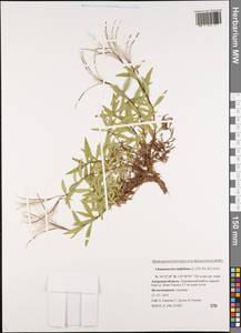 Chamaenerion latifolium (L.) Sweet, Siberia, Russian Far East (S6) (Russia)