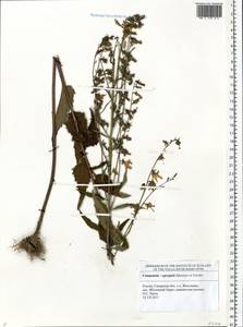 Campanula × spryginii Saksonov, Tzvelev & Bot.Zhurn., Eastern Europe, Middle Volga region (E8) (Russia)
