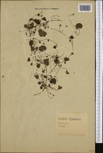 Cymbalaria muralis P. Gaertn., B. Mey. & Scherb., Western Europe (EUR) (Germany)