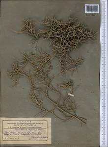 Helianthemum songaricum Schrenk, Middle Asia, Pamir & Pamiro-Alai (M2) (Uzbekistan)