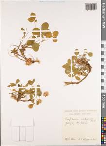 Trifolium ambiguum M.Bieb., Caucasus, Georgia (K4) (Georgia)