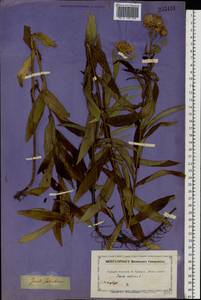 Pentanema salicinum (L.) D. Gut. Larr., Santos-Vicente, Anderb., E. Rico & M. M. Mart. Ort., Eastern Europe, North-Western region (E2) (Russia)