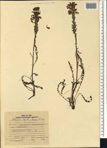 Pedicularis venusta Schangin ex Bunge, Siberia, Russian Far East (S6) (Russia)