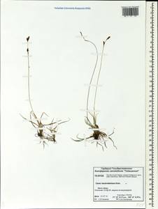 Carex trautvetteriana Kom., Siberia, Central Siberia (S3) (Russia)
