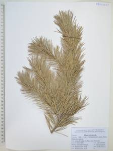 Pinus sylvestris L., Siberia, Russian Far East (S6) (Russia)
