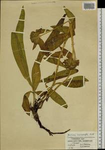 Gentiana macrophylla Pall., Siberia, Russian Far East (S6) (Russia)