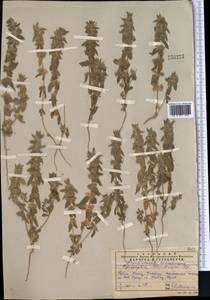 Hypogomphia turkestana Bunge, Middle Asia, Western Tian Shan & Karatau (M3) (Kazakhstan)
