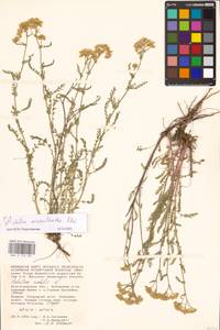 Achillea micrantha Willd., Eastern Europe, Lower Volga region (E9) (Russia)