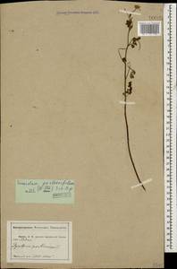 Tanacetum partheniifolium (Willd.) Sch. Bip., Caucasus, Abkhazia (K4a) (Abkhazia)