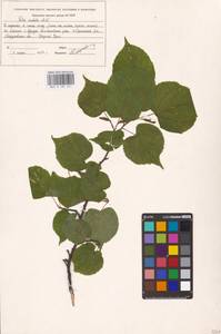 Tilia cordata Mill., Eastern Europe, Eastern region (E10) (Russia)