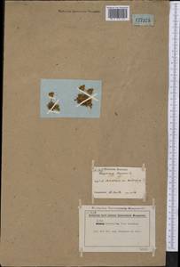 Diapensia lapponica L., America (AMER) (Canada)