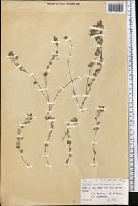 Campanula cashmeriana Royle, Middle Asia, Pamir & Pamiro-Alai (M2) (Kyrgyzstan)