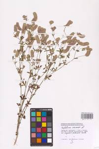 Trifolium arvense L., Eastern Europe, North-Western region (E2) (Russia)