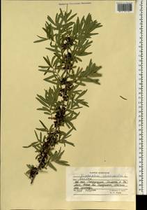 Hippophae rhamnoides, South Asia, South Asia (Asia outside ex-Soviet states and Mongolia) (ASIA) (Afghanistan)