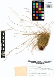 Festuca ovina L., Siberia, Baikal & Transbaikal region (S4) (Russia)