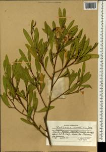 Dodonaea viscosa, South Asia, South Asia (Asia outside ex-Soviet states and Mongolia) (ASIA) (Afghanistan)
