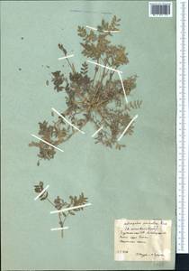 Astragalus asterias Steven, Middle Asia, Karakum (M6) (Turkmenistan)