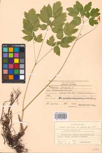 Actaea spicata L., Eastern Europe, Moscow region (E4a) (Russia)