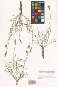 Scorzonera cana (C. A. Mey.) O. Hoffm., Eastern Europe, Lower Volga region (E9) (Russia)