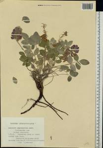 Hedysarum argyrophyllum Ledeb., Eastern Europe, Eastern region (E10) (Russia)