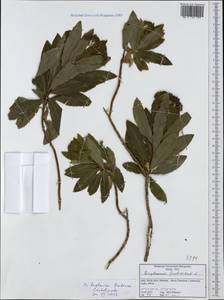 Bupleurum fruticosum L., Western Europe (EUR) (Italy)