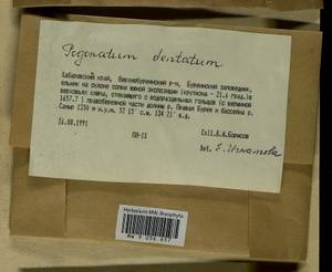 Pogonatum dentatum (Menzies ex Brid.) Brid., Bryophytes, Bryophytes - Russian Far East (excl. Chukotka & Kamchatka) (B20) (Russia)