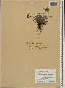 Omalotheca supina (L.) DC., Caucasus, North Ossetia, Ingushetia & Chechnya (K1c) (Russia)