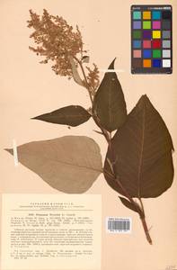 Koenigia weyrichii (F. Schmidt) T. M. Schust. & Reveal, Siberia, Russian Far East (S6) (Russia)