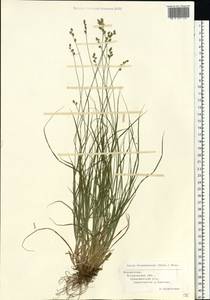 Carex brunnescens (Pers.) Poir., Eastern Europe, Belarus (E3a) (Belarus)