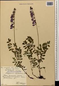 Hedysarum caucasicum M.Bieb., Caucasus, South Ossetia (K4b) (South Ossetia)