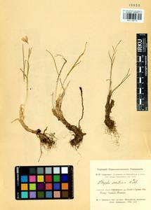 Gagea serotina (L.) Ker Gawl., Siberia, Altai & Sayany Mountains (S2) (Russia)